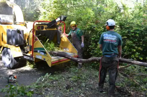 tree services New Haven